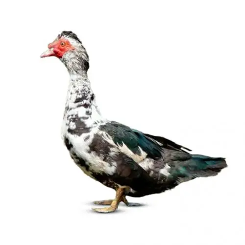 চিনা হাঁস (china hash) Muscovy duck.