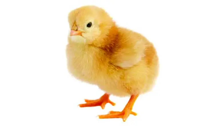 মুরগির বাচ্চা [Chicken]
